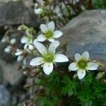 Saxifraga praetermissa Flower