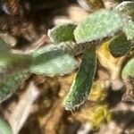 Alyssum alyssoides Blad