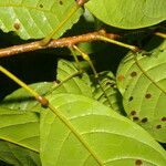 Sloanea laurifolia ഇല