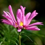 Tanacetum coccineum Květ