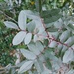 Pistacia terebinthus Leaf