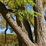 Phellodendron amurense Bark