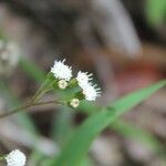 Ageratina riparia Blomma