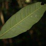 Bonafousia macrocalyx