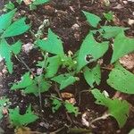 Fallopia convolvulus Blatt