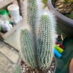 Cleistocactus strausii 葉