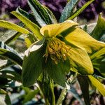 Helleborus odorus Flor
