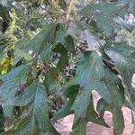 Quercus falcata Blatt