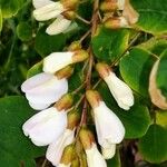 Robinia pseudoacacia പുഷ്പം