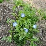 Nemophila menziesii 花