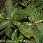 Hieracium virgultorum Habitus