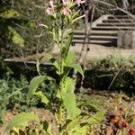 Nicotiana tabacum Habitat