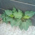 Ficus religiosa ᱥᱟᱠᱟᱢ