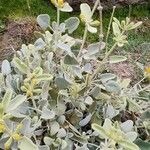 Phlomis olivieri Leaf