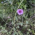 Althaea cannabina Λουλούδι