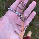 Salicornia europaea Levél