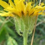 Crepis pyrenaica Kukka