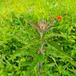 Eupatorium cannabinumLiść