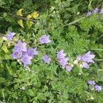 Campanula tracheliumŽiedas