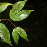 Cynometra retusa Hoja