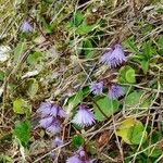 Soldanella alpina Flower