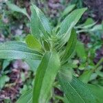 Rudbeckia hirtaBlüte