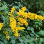 Solidago rugosa花