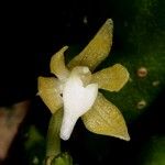 Tuberolabium papuanum Flower
