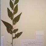 Capparis olacifolia