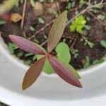 Alternanthera sessilis葉