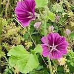 Malva neglecta Fula