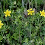 Potentilla argentea Хабит