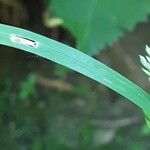 Poa trivialis Folha