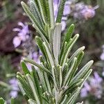 Rosmarinus officinalis 叶