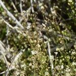 Hornungia procumbens Flower