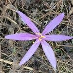 Colchicum bulbocodium Muu