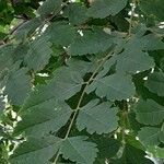 Koelreuteria paniculata Leaf