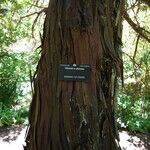 Libocedrus plumosa Bark