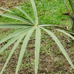Livistona australis Likasa