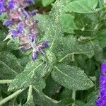Salvia nemorosa Hoja