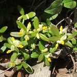Polygala chamaebuxus Floare