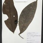Neea verticillata Fruct