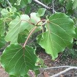 Ficus abutilifolia Hoja