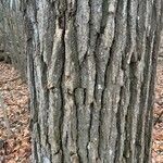 Quercus macrocarpa Bark