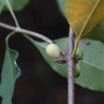 Pleiocarpa pycnantha Fruit