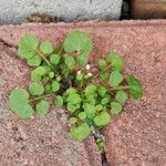 Cardamine hirsutaLeht