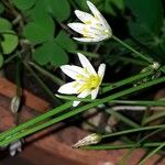 Nothoscordum bivalve Blomma