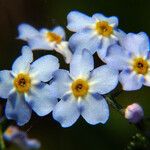 Myosotis laxa Blüte