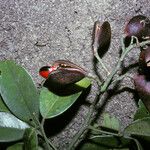 Ormosia costulata Tunda