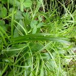 Carex echinata Листок